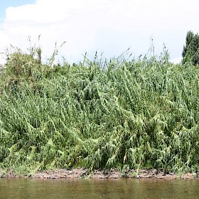 Giant reed