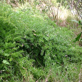 Bushy asparagus