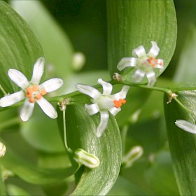 Smilax