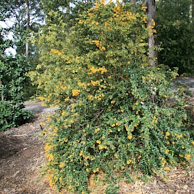 Darwin’s barberry