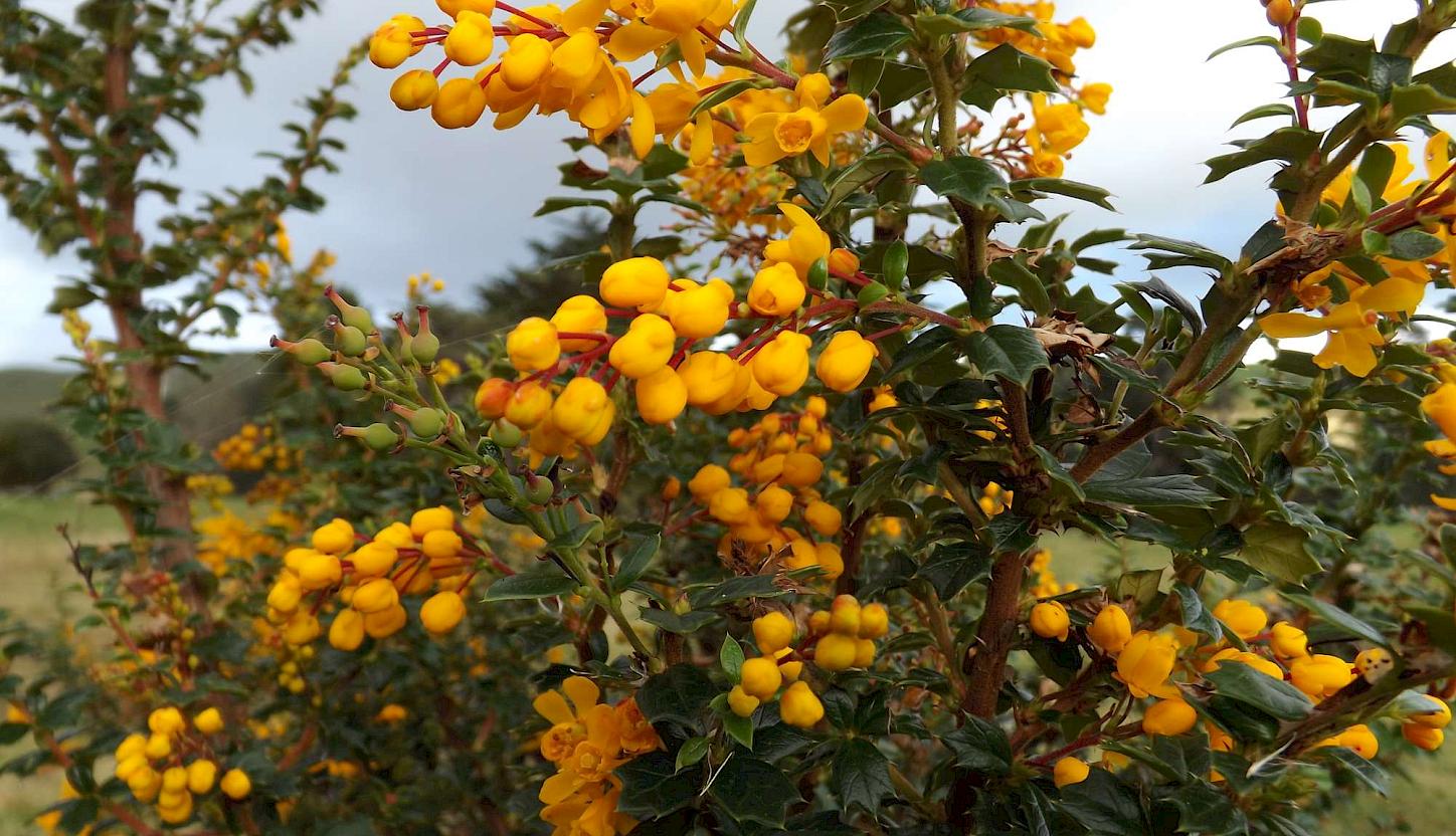 Darwin’s barberry