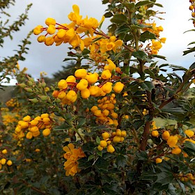 Darwin’s barberry