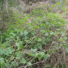 White bryony
