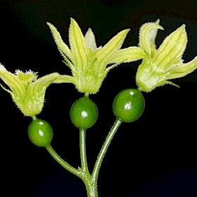 White bryony