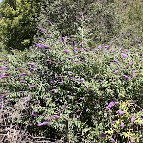 Buddleia
