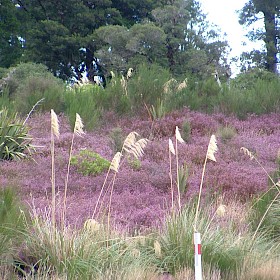 Heather