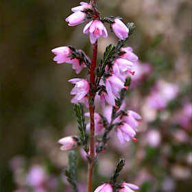 Heather