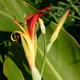 Canna lily