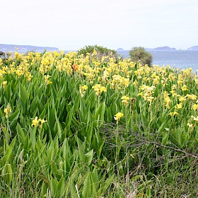 Canna lily