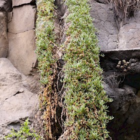 Ice plant