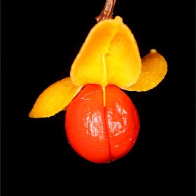 Climbing spindle berry