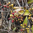 Climbing spindle berry