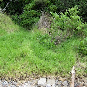 Kikuyu