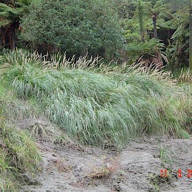 African feather grass