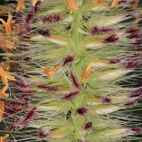 African feather grass