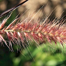 Fountain grass
