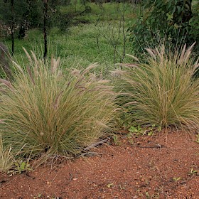 Fountain grass