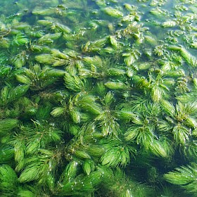 Hornwort