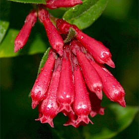 Red cestrum