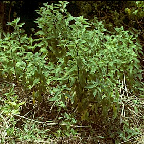 Green cestrum