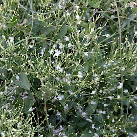Fragrant Virgin’s Bower
