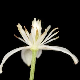 Fragrant Virgin’s Bower