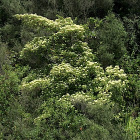Strawberry dogwood
