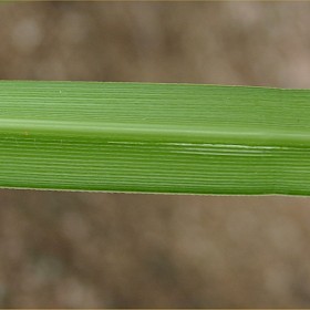 Pampas