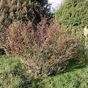 Cotoneaster