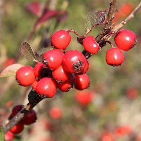Cotoneaster