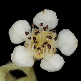 Cotoneaster