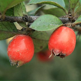 Khasia berry