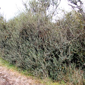 Khasia berry