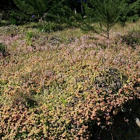 Fairy crassula