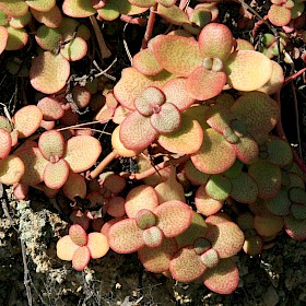 Fairy crassula