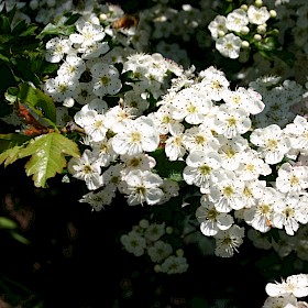 Hawthorn