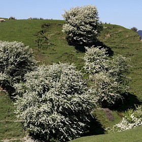 Hawthorn