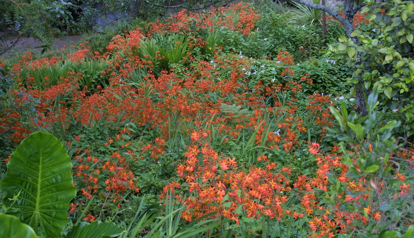 Montbretia