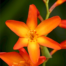 Montbretia