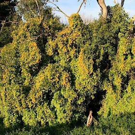 German ivy