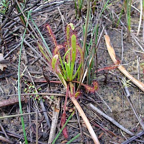 Cape sundew