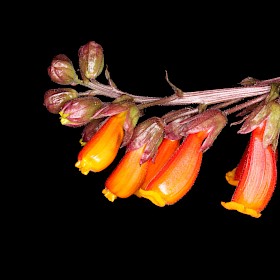 Chilean glory creeper