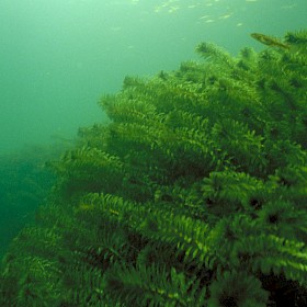 Egeria