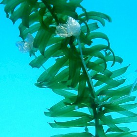 Egeria