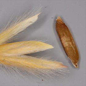 Pyp grass