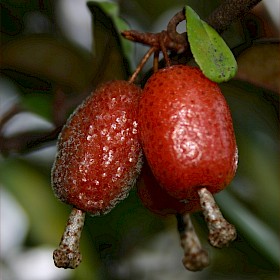 Elaeagnus