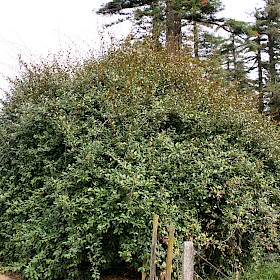Elaeagnus