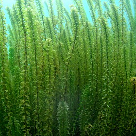 Elodea