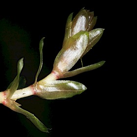 Elodea