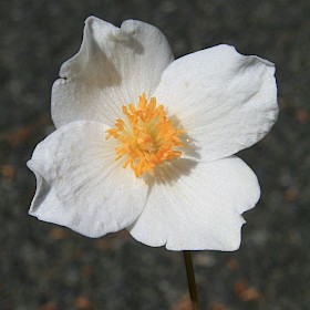 Snow poppy